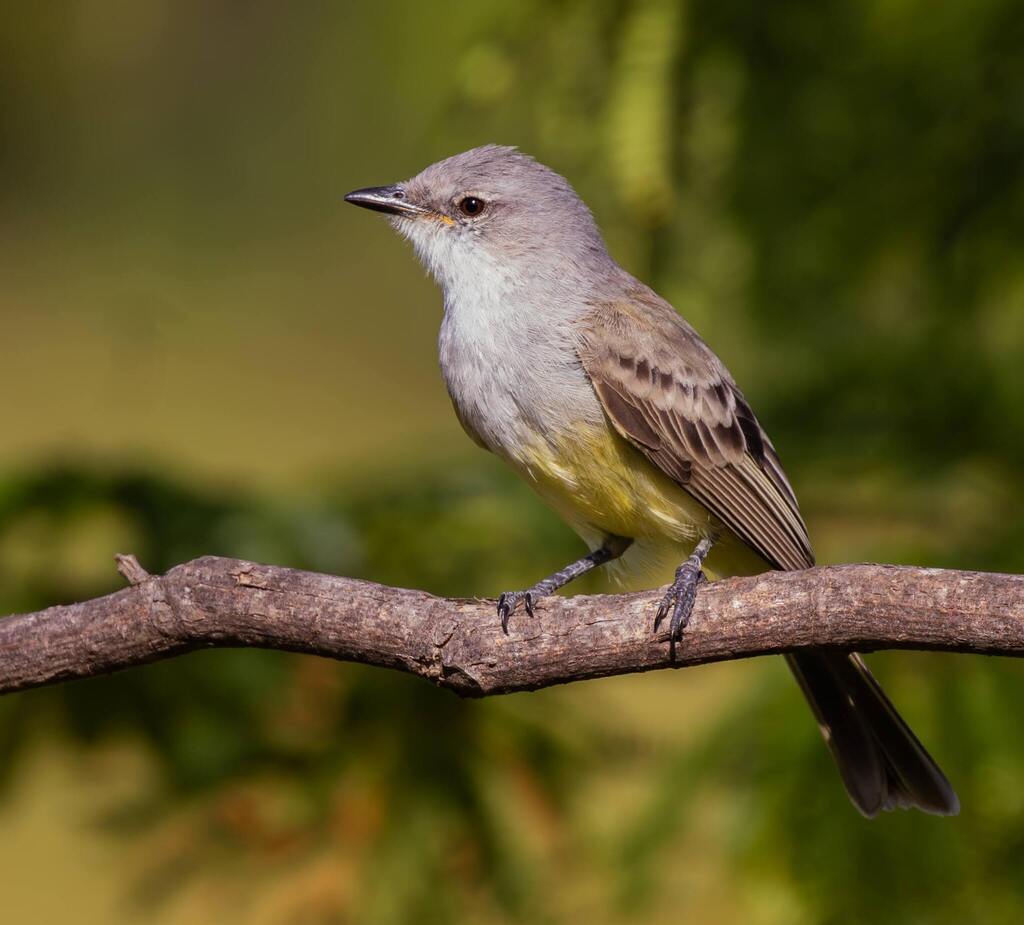 Suiriri Flycatcher photo