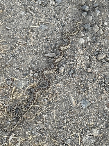 iNaturalist observation photo of Gopher Snake