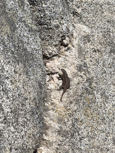 iNaturalist observation photo of Common Sagebrush Lizard