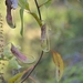 Nepenthes mirabilis - Photo (c) wawan, todos los derechos reservados, uploaded by wawan