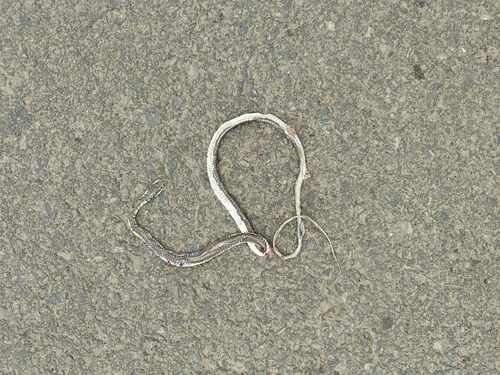 Common Bronzeback Tree Snake