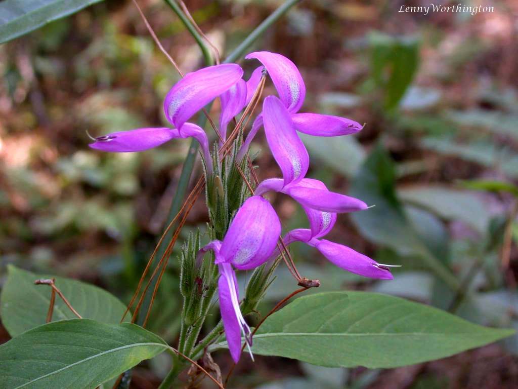 Dicliptera lanceolaria (Dicliptera lanceolaria)