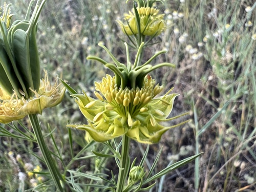 Nigella oxypetala