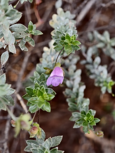 Eremophila conglomerata