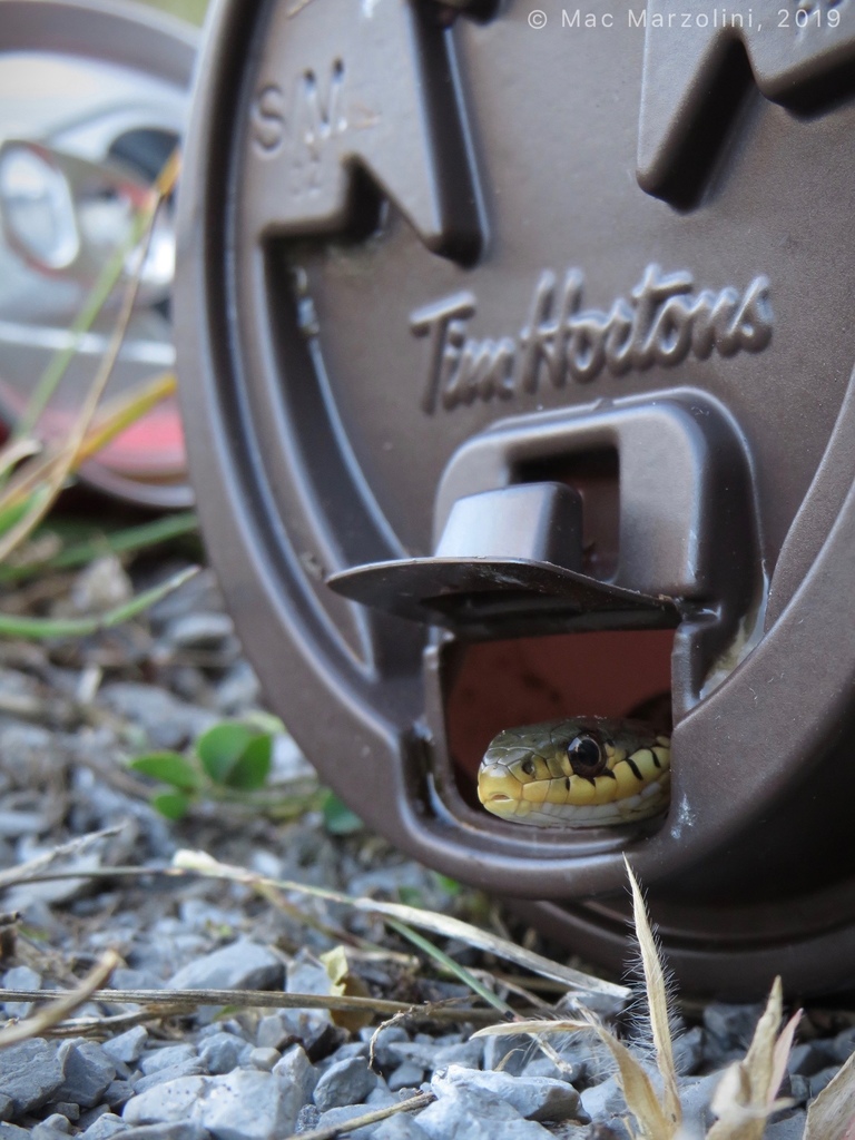 Eastern garter snake