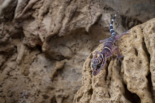 Maolan Leopard Gecko