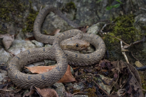 Mao-lan pitviper