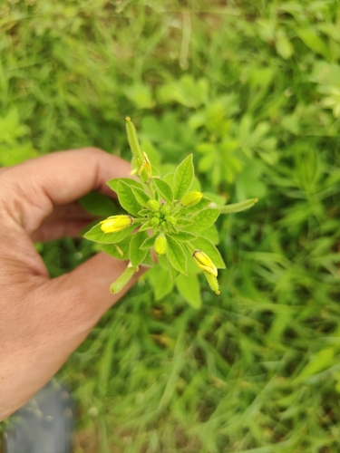 Asian Spiderflower