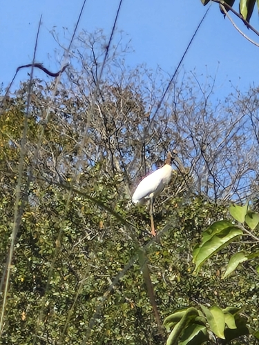 Wood Stork