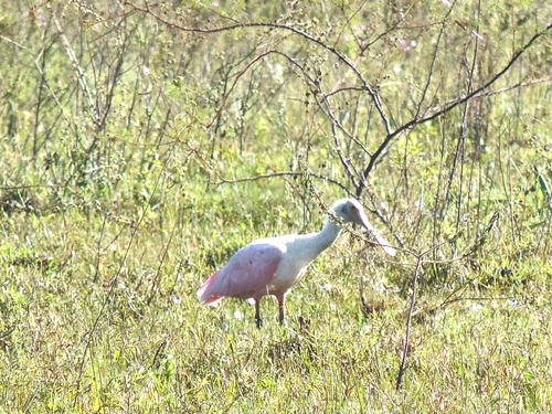 Roseate Spoonbill