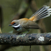 Sumba Supertramp Fantail - Photo (c) David Beadle, all rights reserved, uploaded by David Beadle