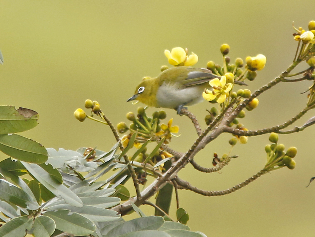 Ashy-bellied White-eye (Zosterops citrinella) photo