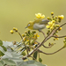 Ashy-bellied White-Eye - Photo (c) David Beadle, all rights reserved, uploaded by dbeadle
