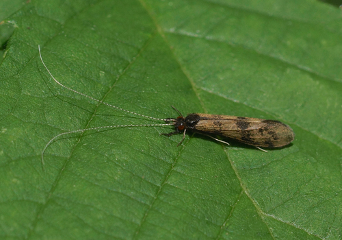 Grousewing Caddisfly