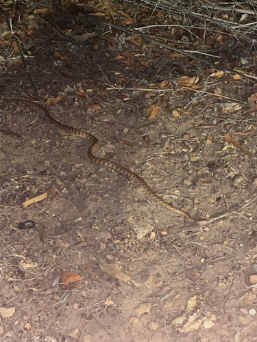 Brown Tree Snake sighting