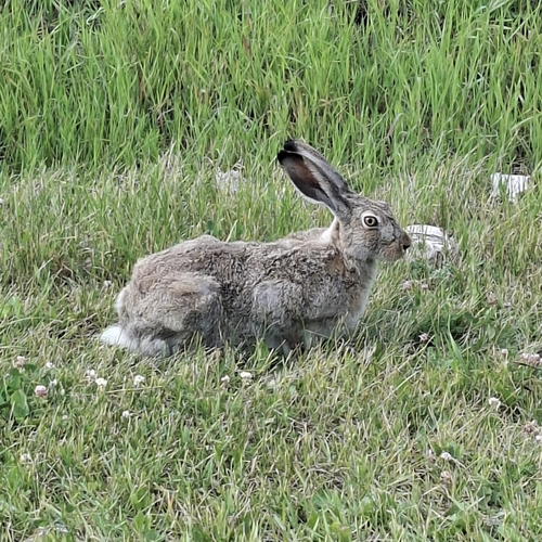 White-tailed Jackrabbit