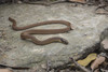 Collared Reed Snake - Photo (c) shaoqi_herp, all rights reserved, uploaded by shaoqi_herp