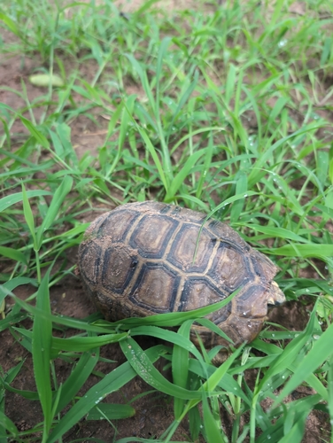 Western hinge-back tortoise