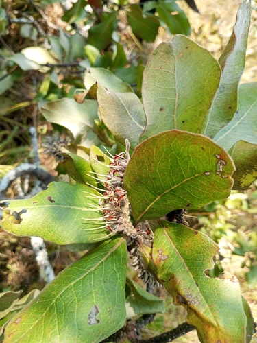 Broadleaf Beechwood