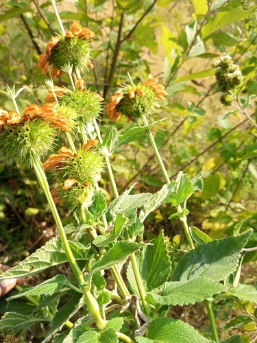 lion's ear