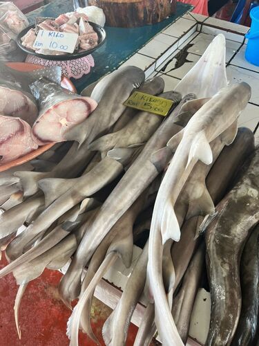 Brown-banded Bamboo Shark