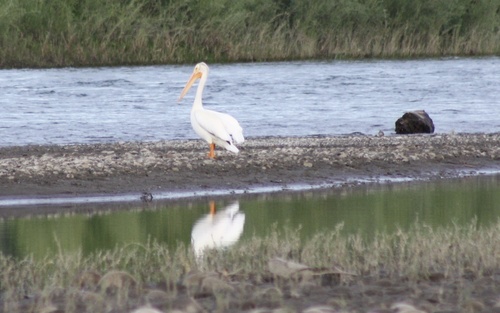 iNaturalist observation 2025-06-28