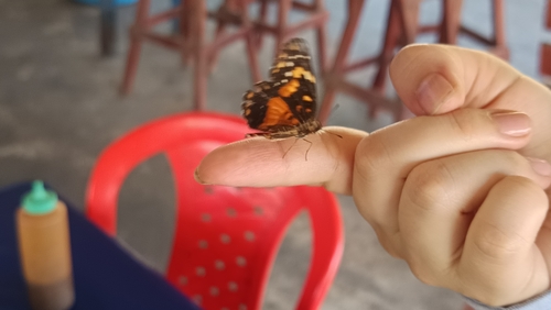 Bordered Patch