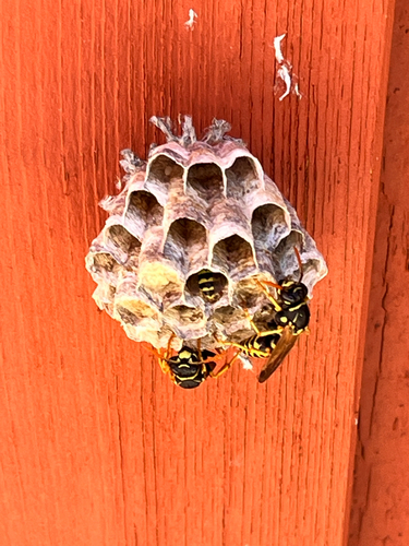 iNaturalist observation photo of European Paper Wasp