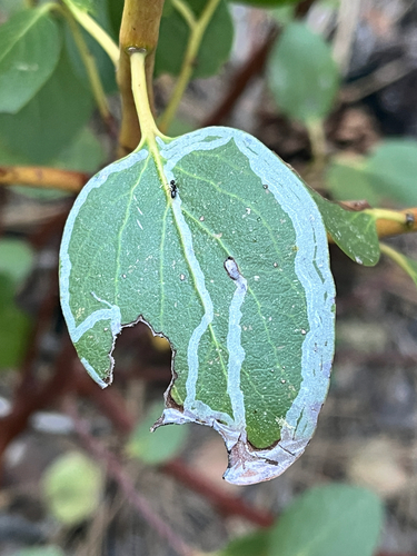 iNaturalist observation photo of Marmara