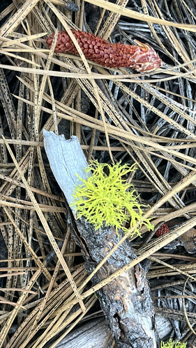 iNaturalist observation photo of wolf lichen
