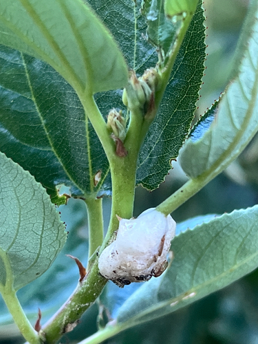 iNaturalist observation photo of Spittlebugs and Froghoppers