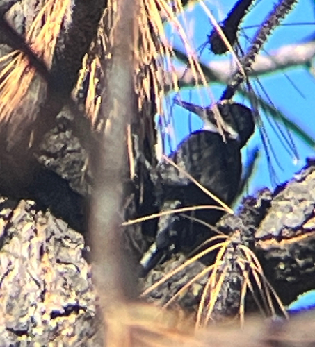 iNaturalist observation photo of Black-backed Woodpecker