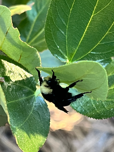 iNaturalist observation photo of Yellow-faced Bumble Bee