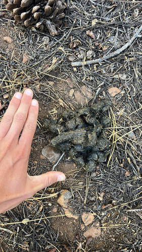 iNaturalist observation photo of American Black Bear