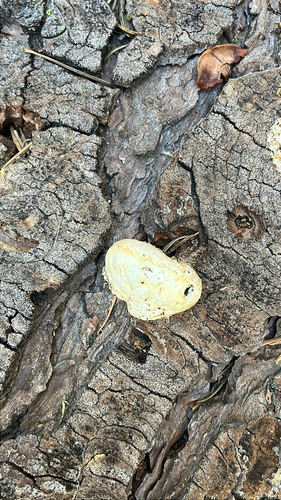 iNaturalist observation photo of Veiled Polypore