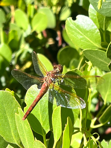 iNaturalist observation photo of Red-veined Meadowhawk