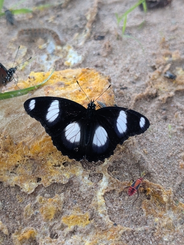Danaid Eggfly
