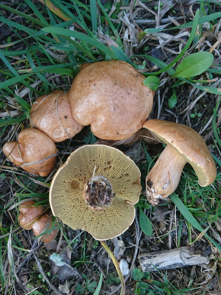 Bovine Jack (Suillus bovinus) · iNaturalist