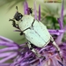 Escarabajo Turquesa - Photo (c) Valter Jacinto, todos los derechos reservados