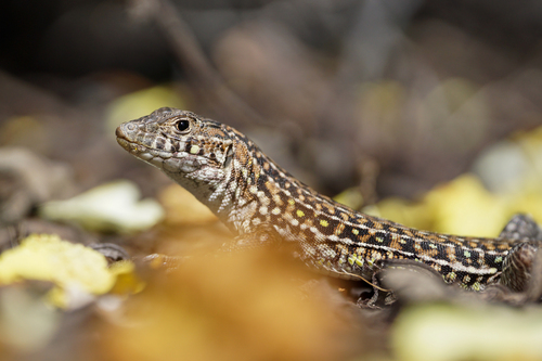 Spiny-footed Lizard