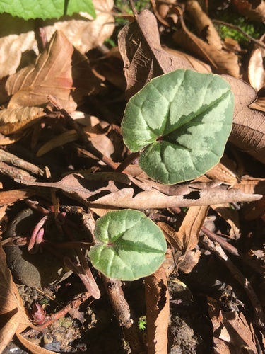 Eastern Sowbread