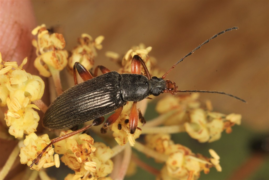 Comb-clawed Darkling Beetles from Reefton VIC 3799, Australia on ...