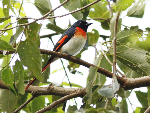 Flores Minivet (Pericrocotus lansbergei) · iNaturalist United Kingdom
