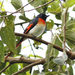 Flores Minivet - Photo (c) David Beadle, all rights reserved, uploaded by David Beadle