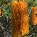 Banksia ericifolia ericifolia - Photo 由 Patrick  Campbell 所上傳的 (c) Patrick  Campbell，保留所有權利