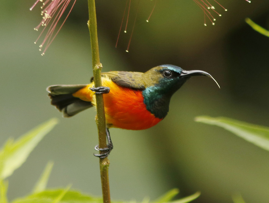 Flame-breasted Sunbird photo