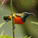 Flame-breasted Sunbird - Photo (c) David Beadle, all rights reserved, uploaded by David Beadle