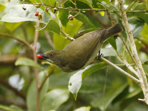 Golden-rumped Flowerpecker
