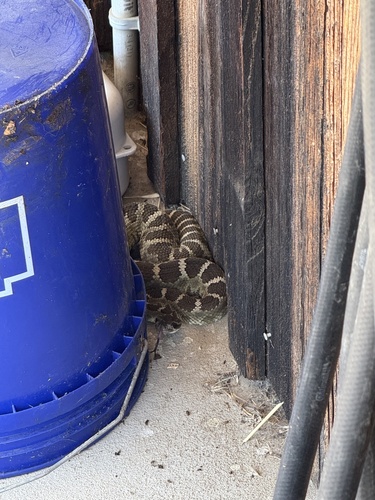 iNaturalist observation photo of Northern Pacific Rattlesnake