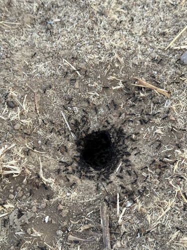 iNaturalist observation photo of Andre's Harvester Ant